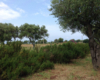 Dependance Elide holiday home near Tropea – photo 53