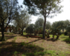 Dependance Elide holiday home near Tropea – photo 36